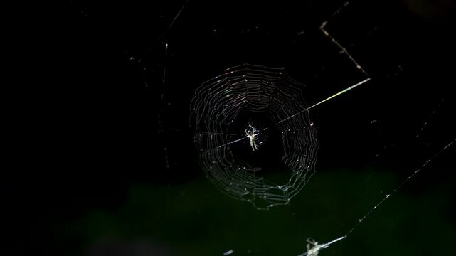 Cinematic summer close ups of delicate spider webs glowing in golden backlight with flying insects in the Austrian Alps, revealing intricate natural details, movement and atmosphere in 4K ProRes.