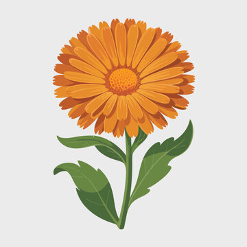 Vibrant orange calendula flower isolated on white background for botanical design and wellness projects