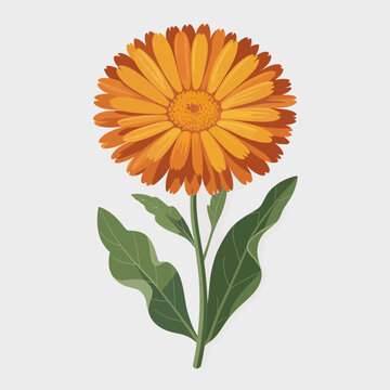 Vibrant orange calendula flower isolated on white background for botanical design and wellness projects