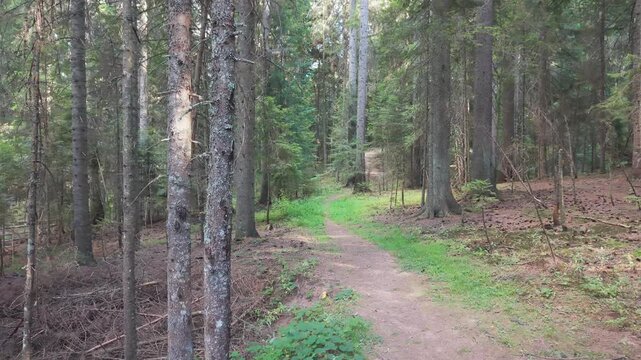 Drone Aerial View Flying Low Along Dirt Hiking Trail Path in Dense Bijambare Pine Forest
