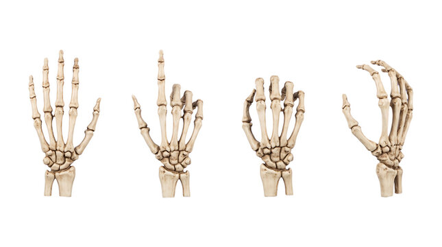 Set of human skeleton hands isolated on transparent background