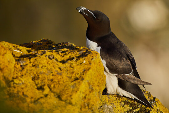 Razorbill perched on bright yellow lichen above a seabird colony