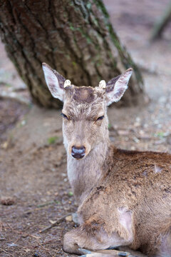 Wild deer, sitting, in Nara Park Japan