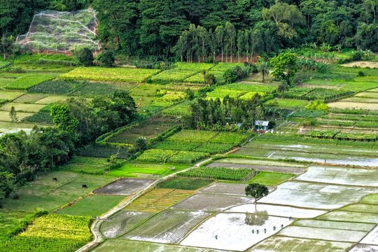 Aerial view of lush agricultural fields and rice paddies with small farm plots and trees in Mirsharai, Chittagong Division, Bangladesh.