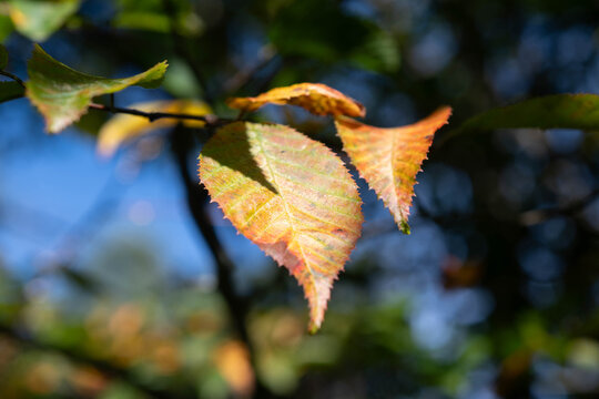 Macro close up early golden foliage authentic macro bokeh image, autumn background ,selective focus outdoors