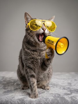 Grey tabby cat wearing yellow sunglasses holding a small yellow megaphone while vocalizing on a neutral studio surface, playful pet portrait with expressive whiskers and quirky mood.