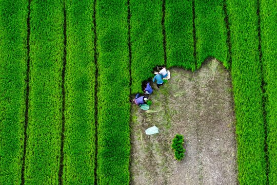 Aerial view of farmers working in vibrant green rice paddy fields in Mirsharai, Chittagong Division, Bangladesh.