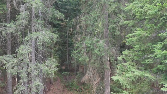Drone Aerial View Ascending Vertically Upwards Next to Dense Coniferous Pine Trees in Forest