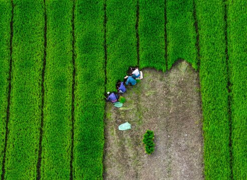 Aerial view of farmers working in a vibrant green rice paddy field in Mirsharai, Chittagong Division, Bangladesh.