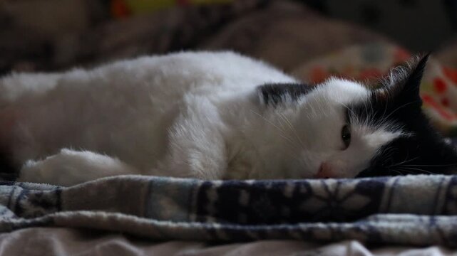 A black and white cat is lying on top of a blanket, looking comfortable