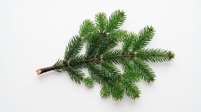 Evergreen Pine Branch: A close-up shot showcases a vibrant green pine branch with its characteristic needle-like leaves, isolated against a clean backdrop.