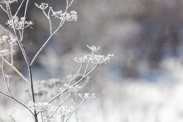 Naklejka premium Frost clings to delicate wild plant branches. Snowflakes drift softly in a wintry scene.