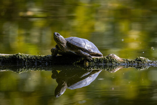 A close-up of an adult European pond turtle (Emys orbicularis) lying on a wooden log, basking in the sun on a summer day, side view to the camera lens with reflection in green water. 
