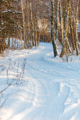 Naklejka premium Snow blankets forest trail winding through bare trees