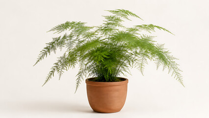 Fototapeta premium A lush green asparagus fern plant in a simple terracotta pot sitting on a plain white background, showing delicate feathery foliage and stems