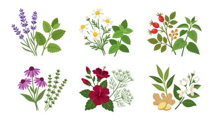 Naklejka premium Collection of organic medicinal herbs and blooming flowers set isolated on white background featuring lavender chamomile rosehip echinacea and hibiscus