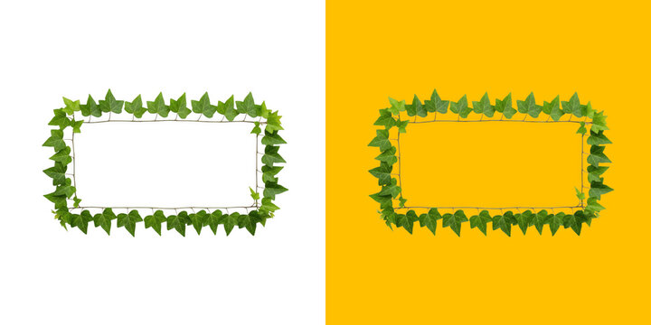 Rectangular frame made of fresh green ivy leaves on dual tone backdrop transparent png