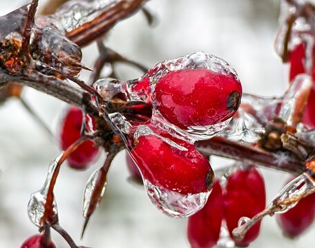 Extreme macro photography of bright red barberry berries encapsulated in clear ice after a winter freezing rain storm.
