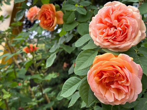 Stunning English roses in garden