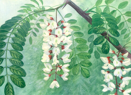 Black locust watercolor hand painted illustration.