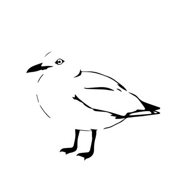 Sabines Gull Black Animal Icon icon flat design colorful vector illustration