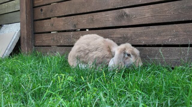 Cute rabbit with long ears sits on grass. Green grass grows beneath wooden fence. Rabbit lowers head to nibble grass. Sitting still near fence shows calm behavior