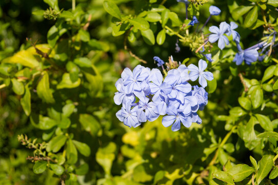 Blue flowers of Cape plumbago (Plumbago auriculata) blooming on a Mediterranean shrub