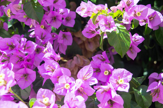 Close-up of vibrant purple bougainvillea flowers in bloom in Dalmatia