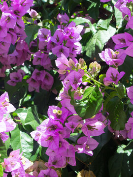 Close-up of vibrant purple bougainvillea flowers in bloom in Dalmatia