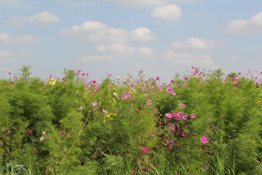 a group beautiful blooming wild flowers and cosmos closeup and a blue sky with clouds in a field margin in summer
