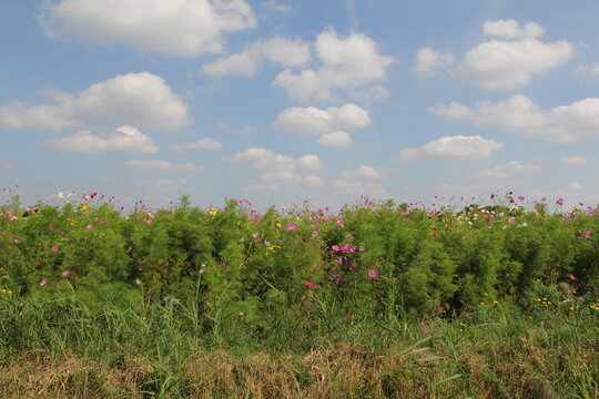 a beautiful field margin with blooming wild flowers as pink cosmos and malva and a blue sky with clouds in the dutch countryside in summer