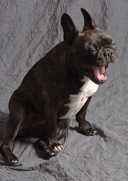 Bouledogue fran&ccedil;ais bring&eacute; baillant