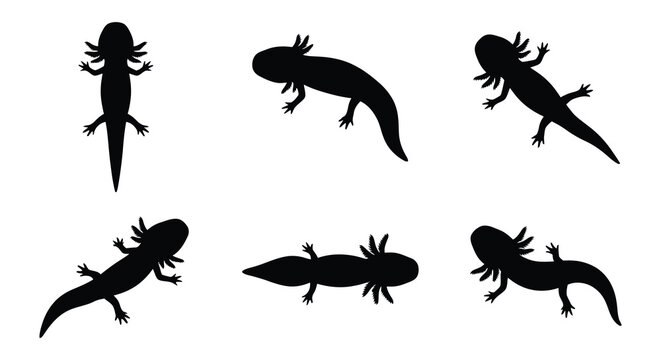 Axolotl silhouettes depict various poses against a white background