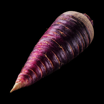 Closeup of a purple carrot isolated on black background with clipping path, representing organic produce and natural freshness
