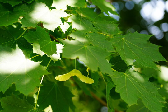 Fresh green maple leaves texture background with a single samara seed pod hanging under bright summer sunlight.