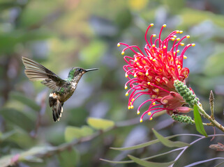 Picaflor coqueta verde ave y flor © Sergio