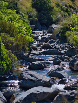 A clear mountain stream cascades over smooth stones and boulders surrounded by alpine foliage under bright sunlight. Black Range, Arthur&rsquo;s Pass National Park, Canterbury, New Zealand

