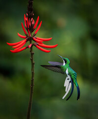 picaflor hada oriental ave y flor © Sergio