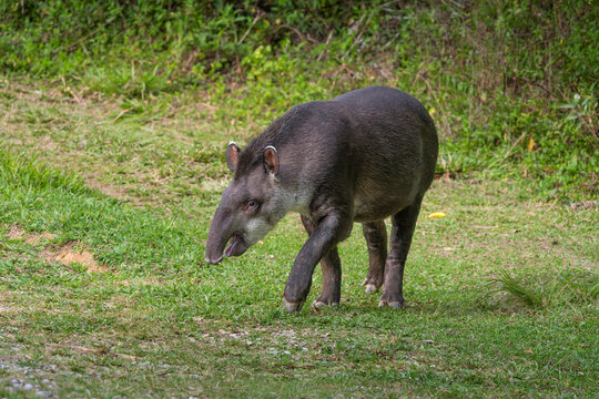 Tapir o anta