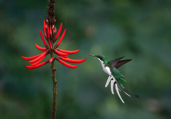 Picaflor hada oriental y flor © Sergio