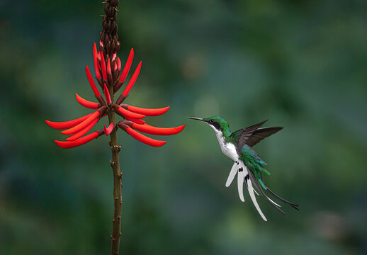 Picaflor hada oriental y flor