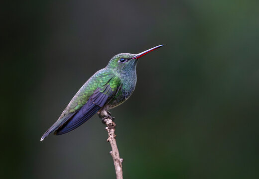 Colibri esmeralda ave