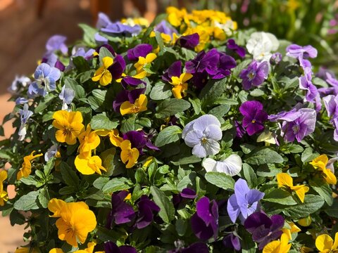 Pansy viola colorful flowering plant 