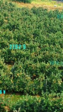 Numbers and symbols animation over aerial view of lush green orchard