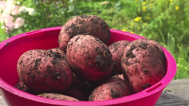 Harvesting red potatoes in a garden during summer