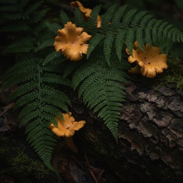 Bright Orange Chanterelle Mushrooms and Green Ferns on Dark Forest Floor, concept of natural growth and forest ecology