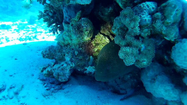 Giant moray eel emerges from coral reef in Red Sea, showcasing vibrant underwater ecosystem and marine life interactions. Hurghada, Red sea, Egypt