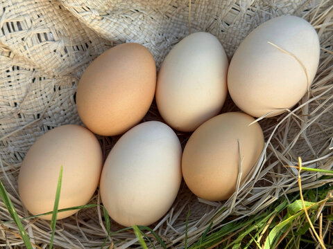 Half dozen country chicken eggs