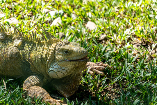 Green iguana resting on grass in sunlight