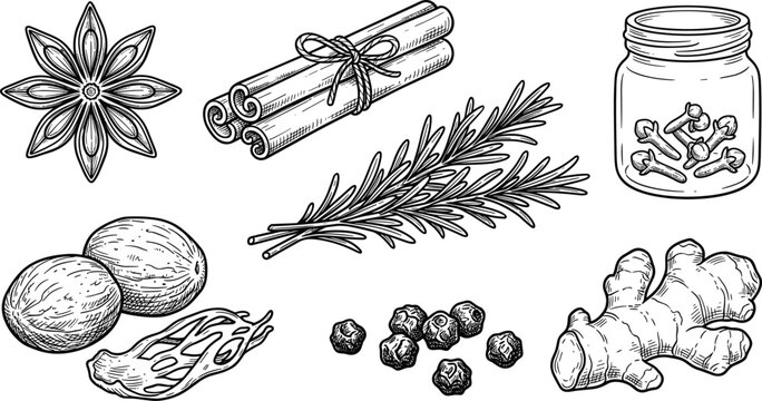 Aromatic culinary spices element collection featuring star anise cinnamon sticks rosemary sprig nutmeg peppercorns ginger root and clove jar